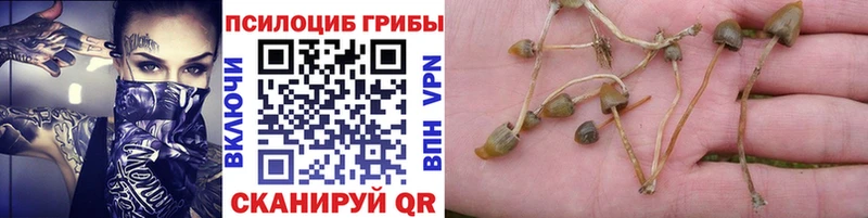 Псилоцибиновые грибы Psilocybe  omg ONION  Могоча 